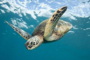 Top 4 Best Spots to See Sea Turtles in Hawaii: A Local’s Guide to Honu Adventures