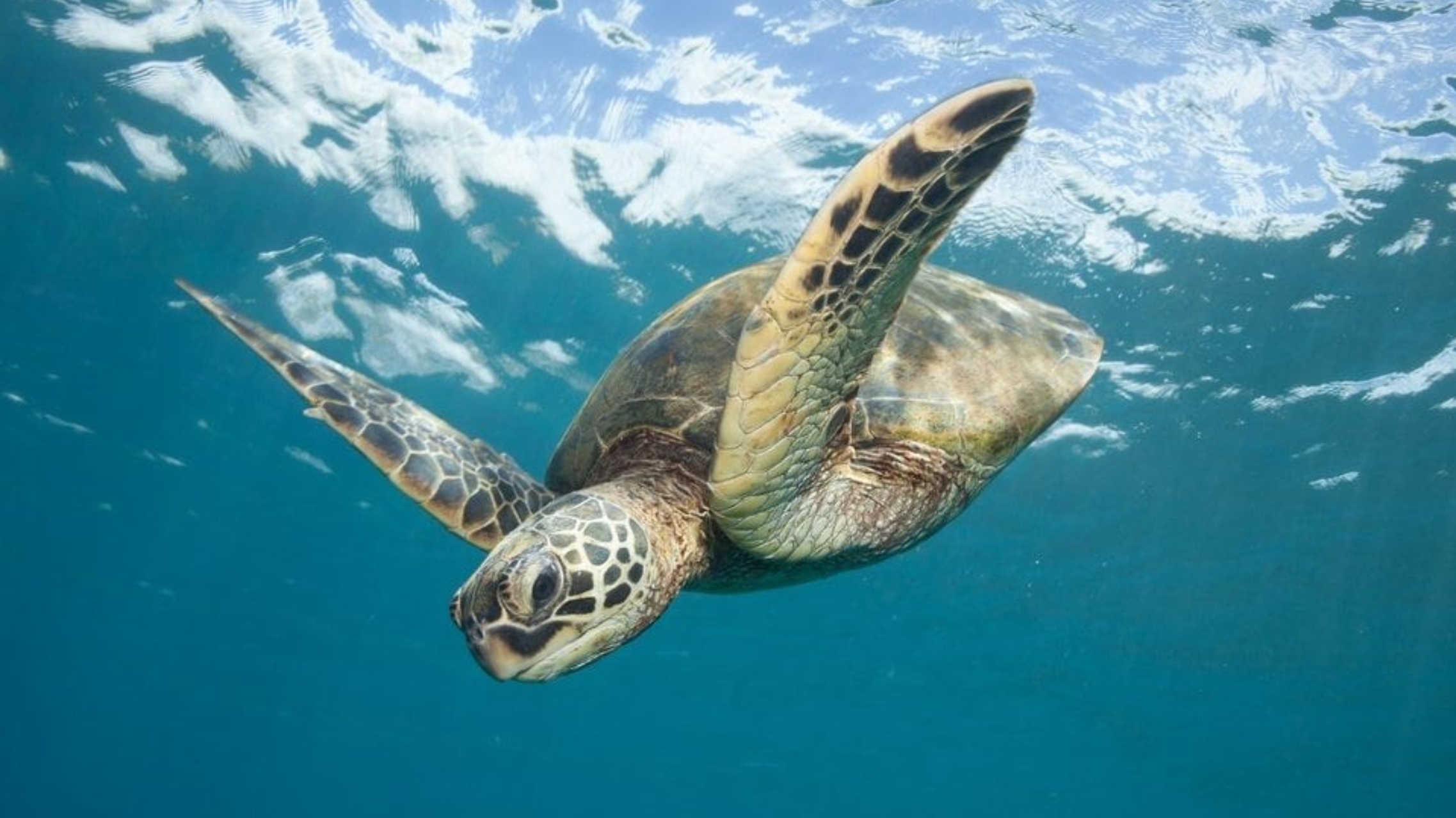 You are currently viewing Top 4 Best Spots to See Sea Turtles in Hawaii: A Local’s Guide to Honu Adventures