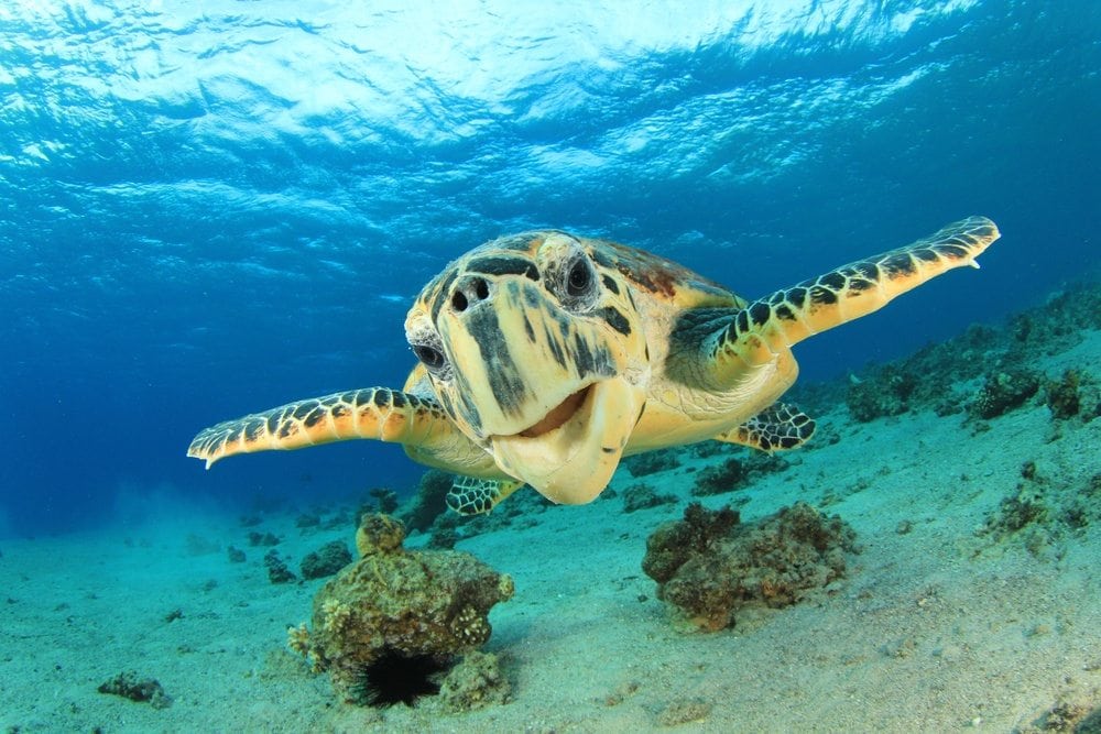 The Hottest Spots To See Sea Turtles in Hawaii | And You Creations