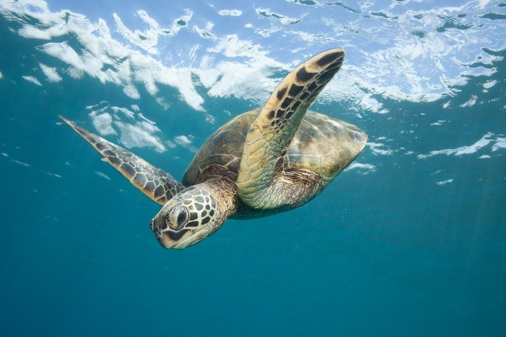 There are a lot of great places to see Sea Turtles in Hawaii