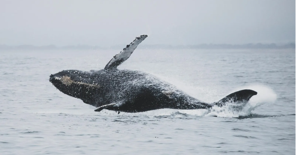 oahu humpback whale