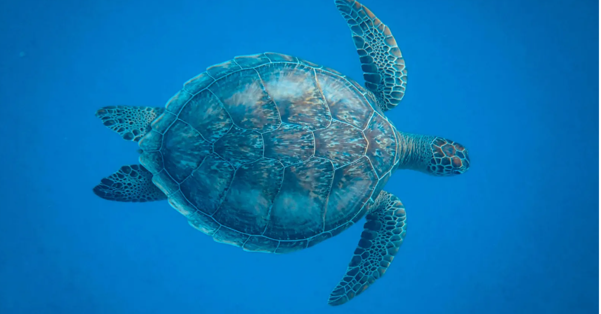hawaiian green sea turtles