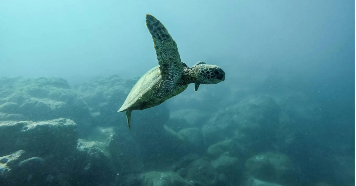 hawaiian sea animal turtles