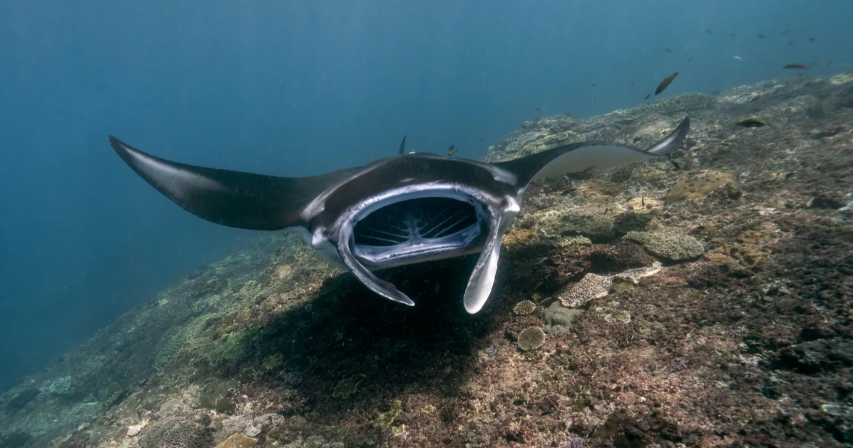 oahu manta rays