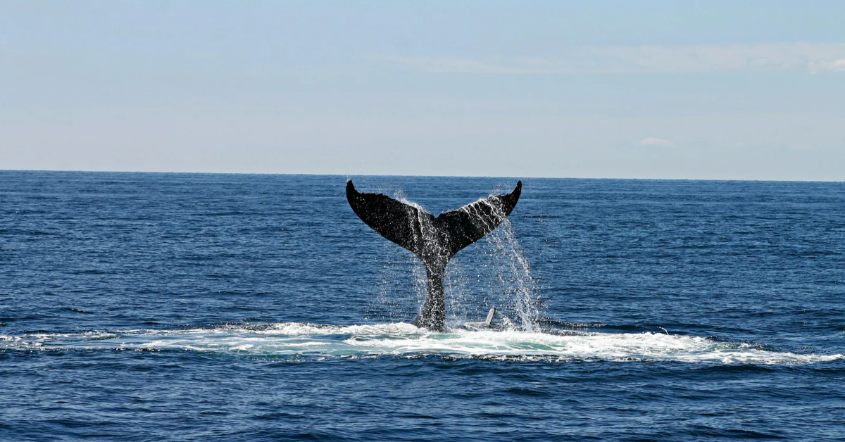 hawaiian sea animal whales