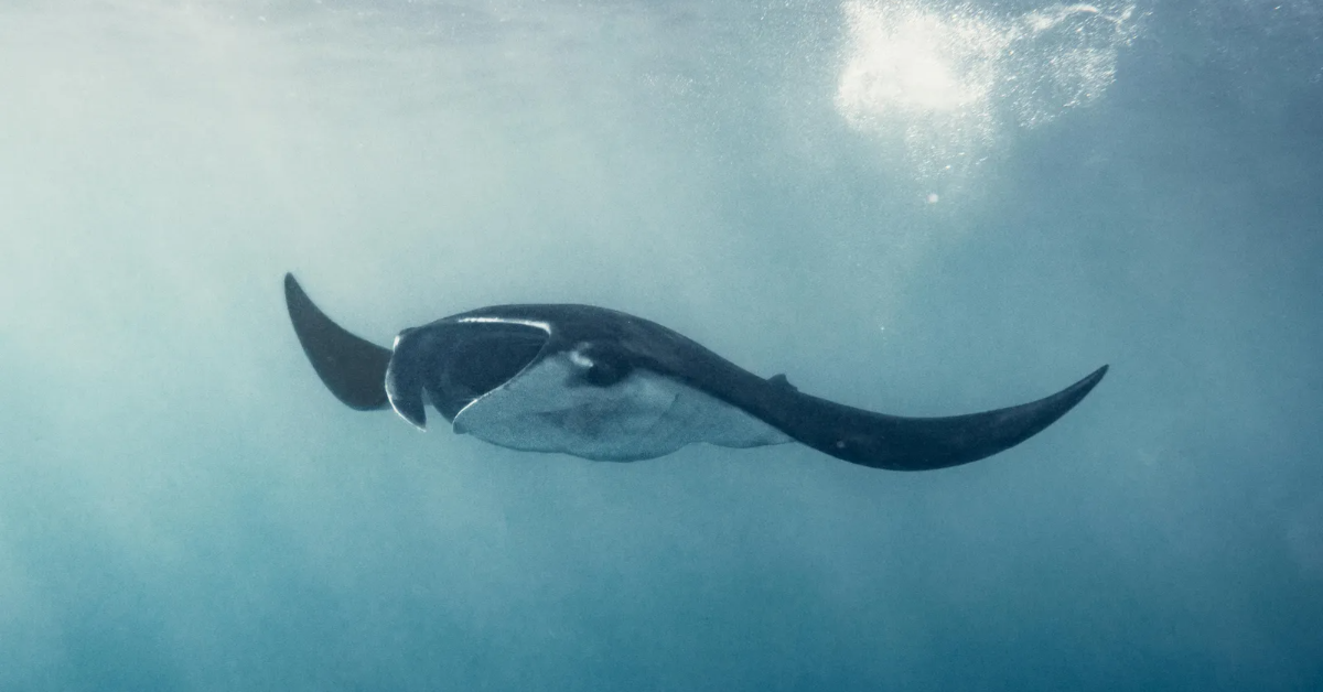 hawaiian sea animals manta rays
