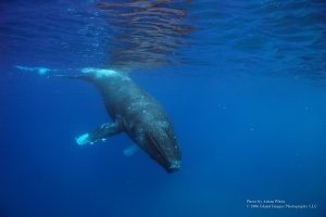 アラスカのクジラは星座を見ながらハワイにやってくる？