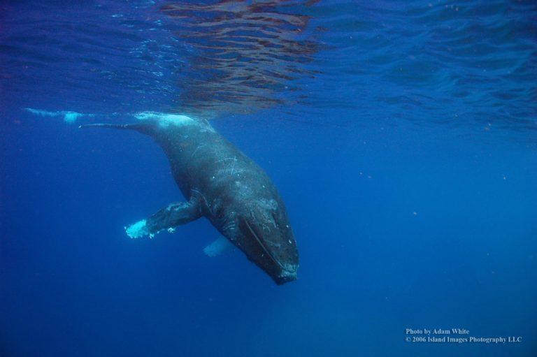 クジラの遭遇率アップ