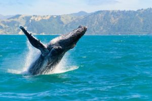 When is Whale Season in Hawaii?