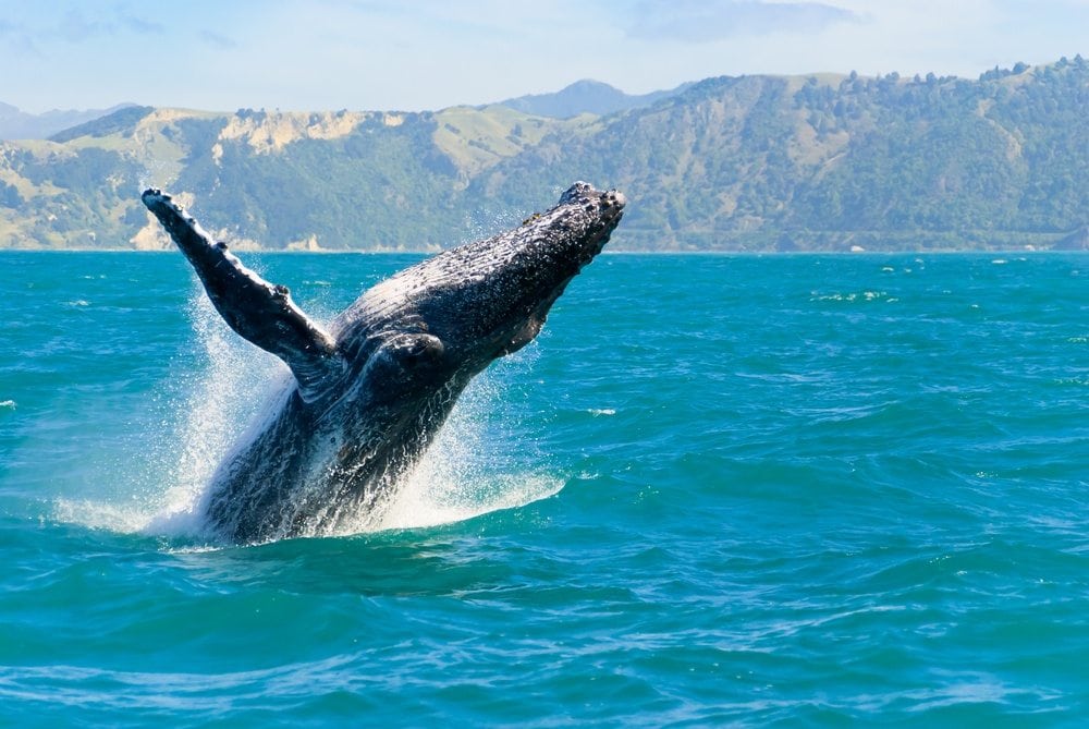 Whale breaching - Dolphins and You - And You Creations 