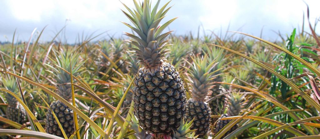 Maui Pineapple Tour Image