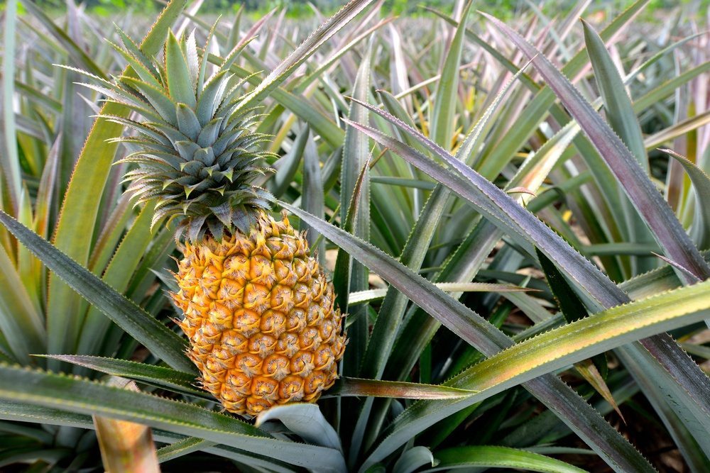 You are currently viewing Best Pineapple Farms in Hawaii to Visit