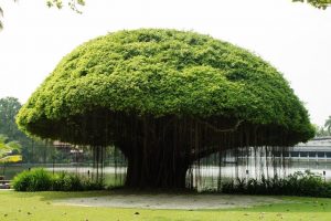 Banyan Trees in Hawaii – You Don’t Want to Miss These!
