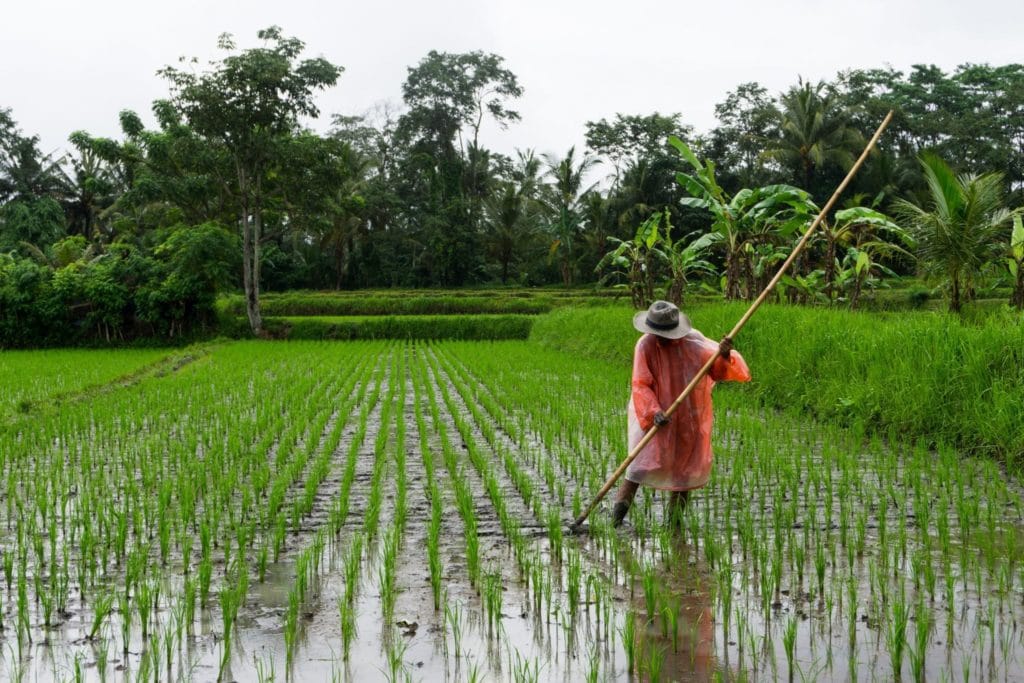 Unsplash Rice Field Rain Photo