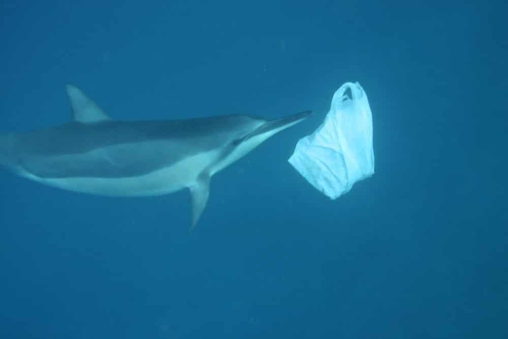 Dolphin swims past plastic bag