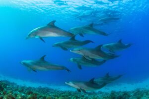 How to Swim with Dolphins in Oahu, Hawaii