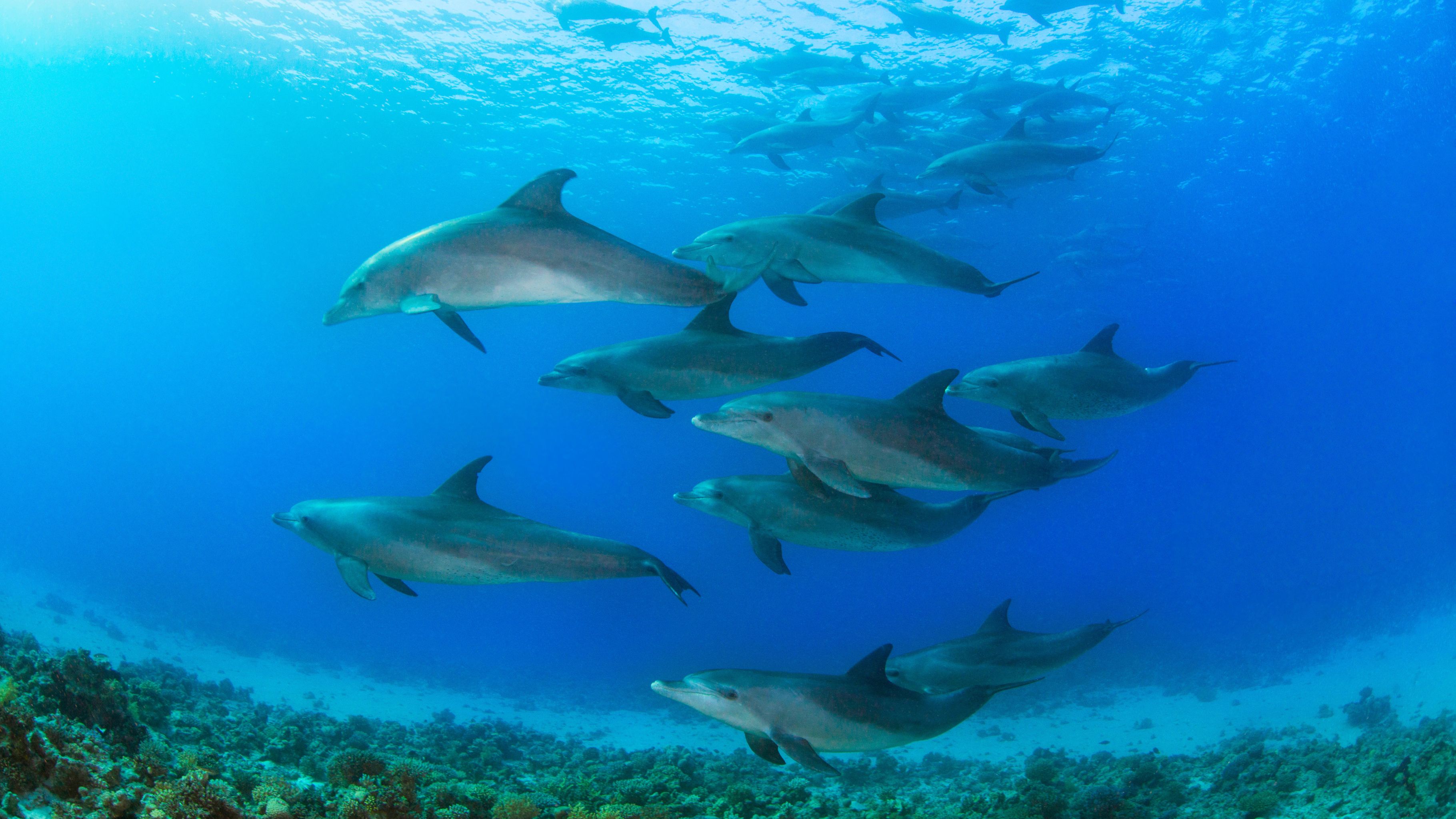 You are currently viewing How to Swim with Dolphins in Oahu, Hawaii