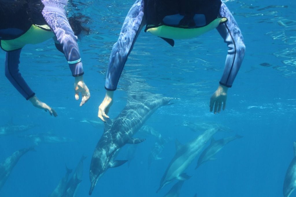 Guests swimming with dolphins