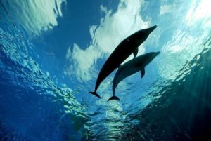 Dolphins in Ocean