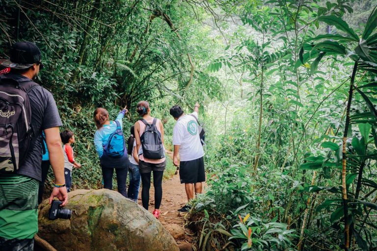 Hiking Oahu on the Manoa Falls Trail Hike with Nature and You