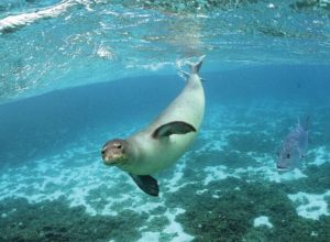 Monk Seal - Top 10 Most Interesting Animals in Hawaii - And You Creations