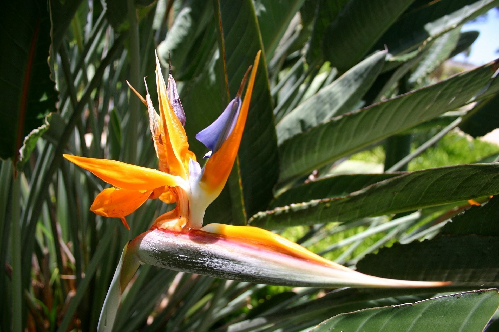 You are currently viewing The Top 8 Most Interesting Hawaiian Flowers & Plants