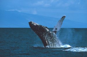 14 Interesting Facts About Humpback Whales - Dolphins and You - And You Creations