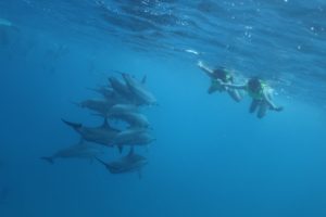 楽園ハワイで野生のイルカと泳ぐ