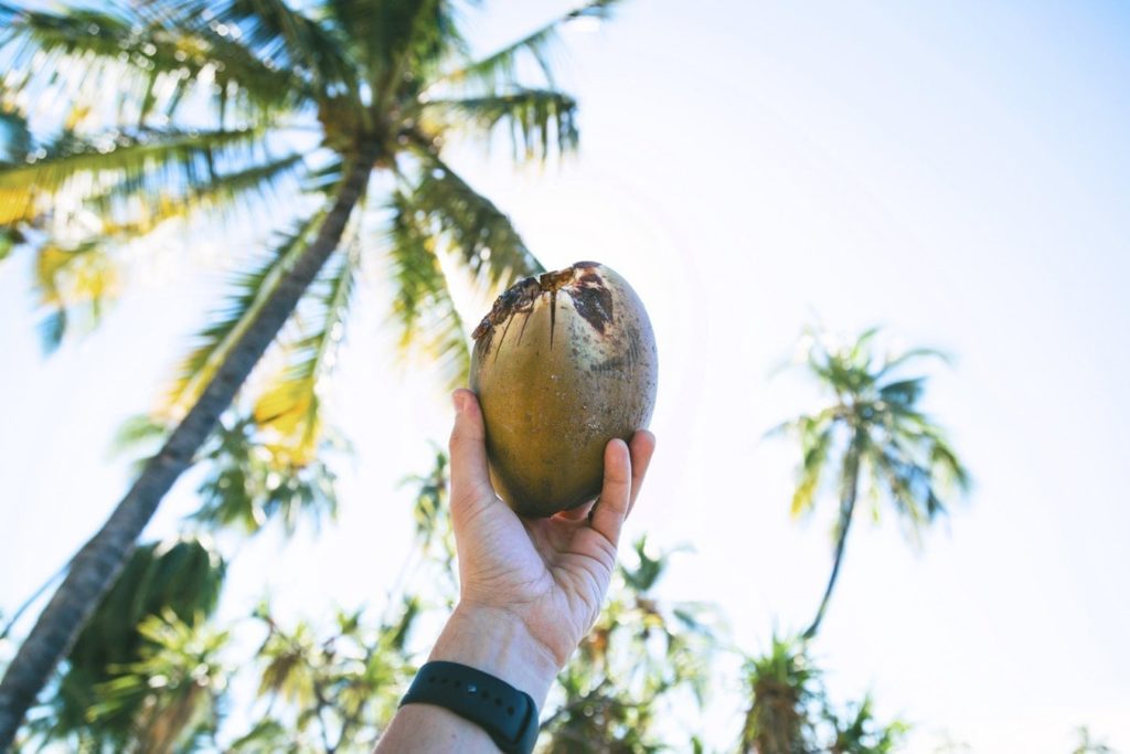 Hand Holding Coconut