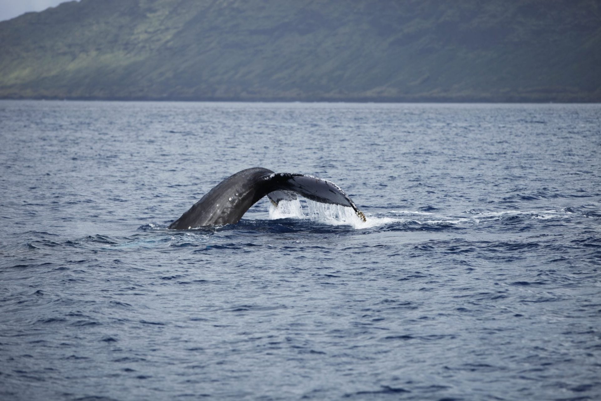 You are currently viewing 地球の表面を大移動するクジラ達はテレポーテーション（瞬間移動）ができる？