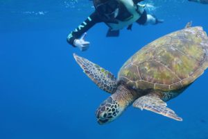 5 Ways You Can Help Save The Turtles