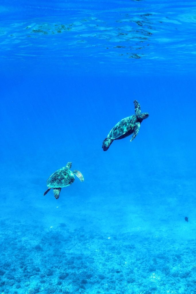 snorkeling in oahu, snorkeling in hawaii, snorkel in oahu, snorkel in hawaii, things to do in hawaii, things to do in oahu, snorkel tours hawaii, snorkel tours oahu, dolphin tours oahu, dolphin tours hawaii, boat tours, Honolulu, Waikiki, snorkel tours waikiki, swim with dolphins Hawaii, swim with dolphins oahu, snorkel with turtles Hawaii, dolphins and you, and you creations, spinner dolphins, snorkel tips, Hawaii coral reef facts, Hawaii ocean facts, Hawaii beach, Hawaii vacations, dolphins in Hawaii, fun facts about Hawaii, Swim with turtles, snorkel with turtles, Hawaiian turtles, turtles in Hawaii, what kind of turtles are in Hawaii, can you swim with turtles in Hawaii, turtle Tuesday, turtle time, honu, green sea turtles, green turtles in Hawaii, how to save the turtles, 5 ways you can help save turtles, help save the turtles, are turtles endangered, nesting turtles, where can you find turtles in Hawaii, oahu turtles, turtle volunteer programs, save the turtles, Hawaii ecotourism, travelpono, travel pono, sustainable tours, sustainable tours Hawaii, ocean conservation, protect turtles, beach cleanups, plastic free 