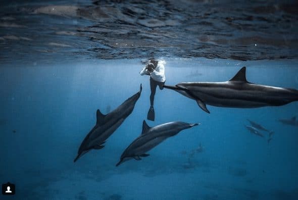 Melissa - Dolphins and You Photographer Clip of the Week - And You Creations
