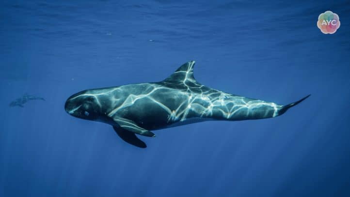 ゴンドウクジラと泳ぐ体験（エピソード４）