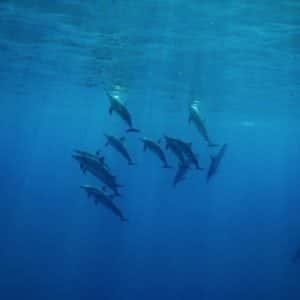 Blake - Dolphins and You Photographer Clip of the Week - And You Creations