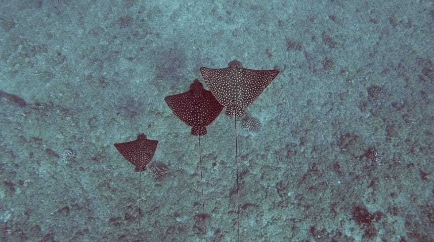COTW 5 - Morri - Dolphins and You - 03 - eagle rays