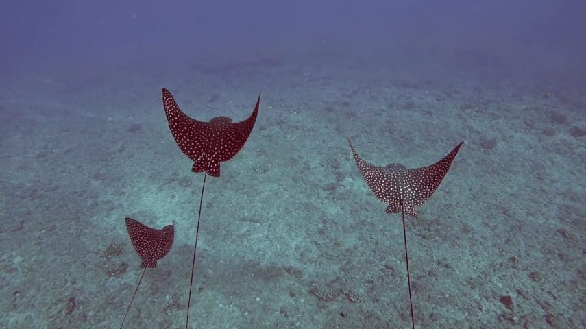 COTW 5 - Morri - Dolphins and You - 04 - eagle rays