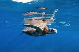 What Happens to a Plastic Straw in the Ocean?