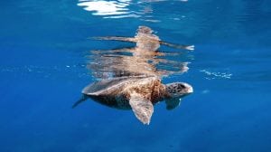 COTW 5 - Morri - Dolphins and You - 06 - honu turtle
