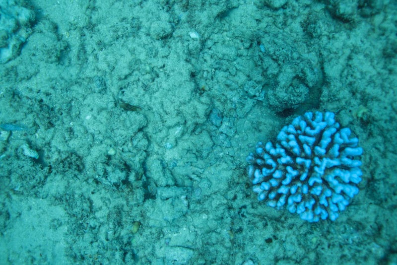 Chemicals in traditional sunscreens can bleach coral reef
