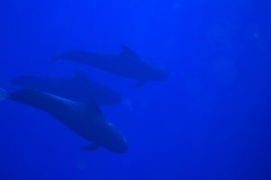 ゴンドウクジラと泳ぐ体験（エピソード４）