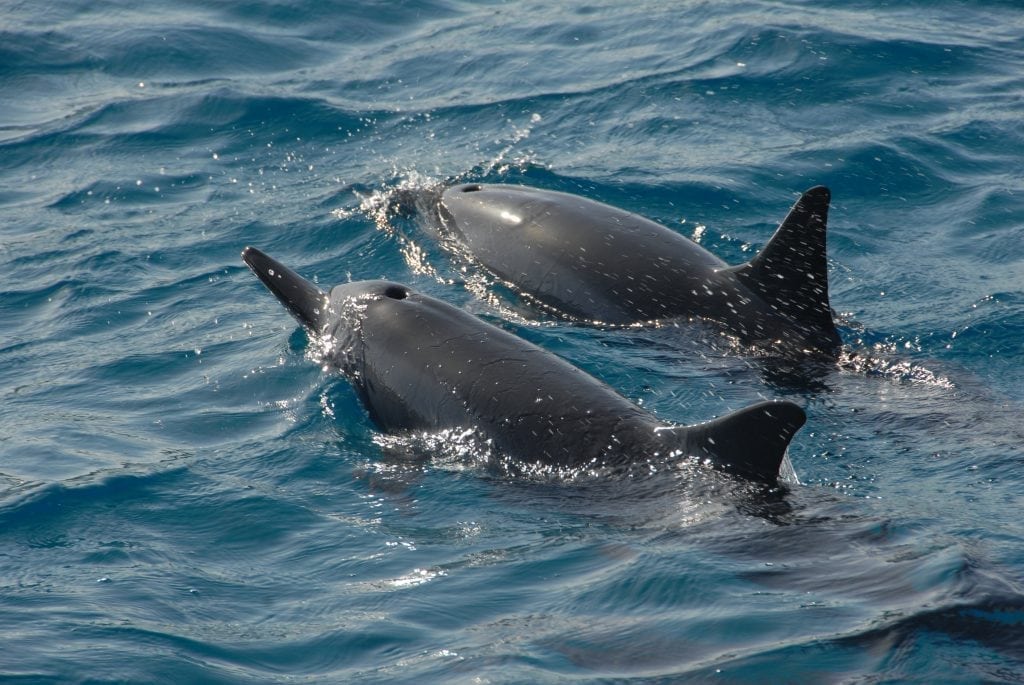 Dolphins at the ocean's surface
