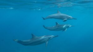 Both Dolphins and Humans Have These 5 Incredible Similarities!