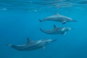 Both Dolphins and Humans Have These 5 Incredible Similarities!