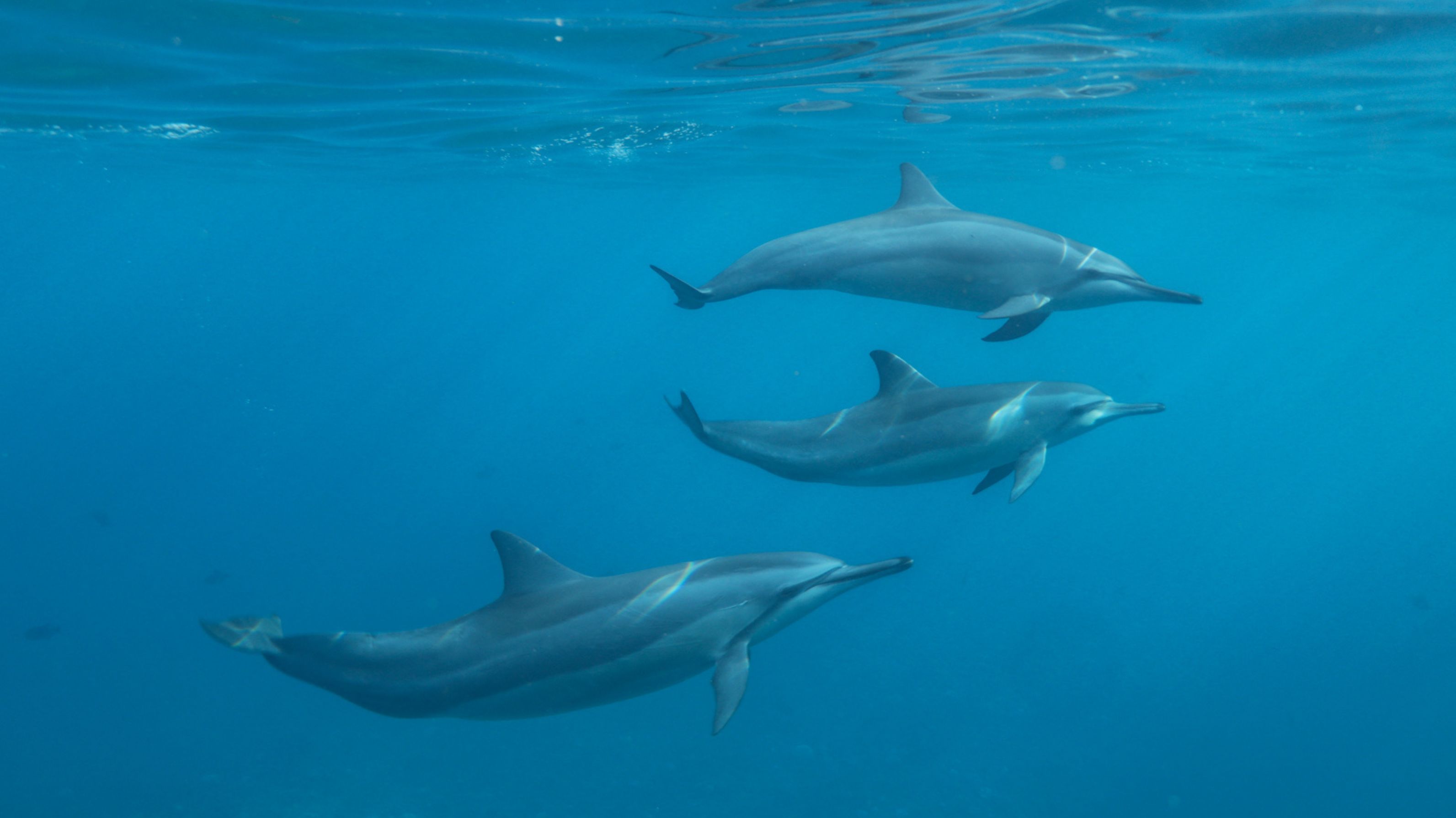 You are currently viewing Both Dolphins and Humans Have These 5 Incredible Similarities!