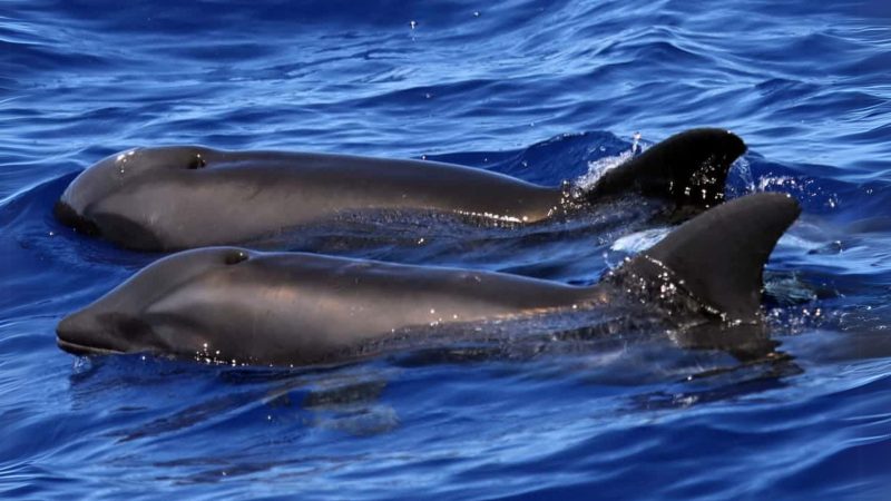 hybrid-melon-headed-whale-and-rough-toothed-dolphin