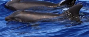 Dolphin Whale Hawaii