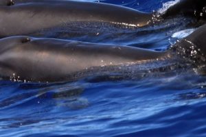 Rare Dolphin Hybrid Confirmed in Hawaii