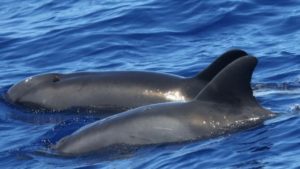 dolphin-whale hybird2