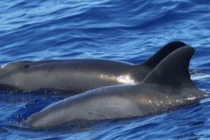 ハワイ沖で生まれたクジラとイルカのハーフ